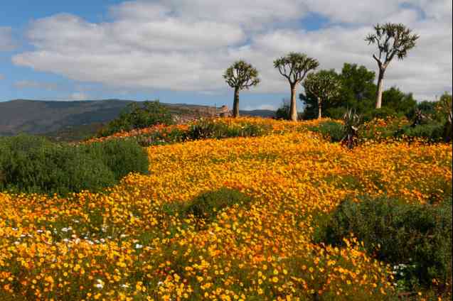 Ramskop Wildflower Preserve, Clanwilliam