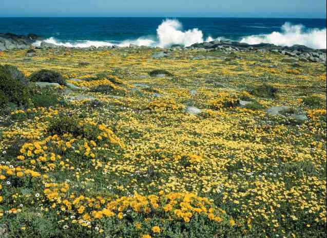 Postberg wildflowers