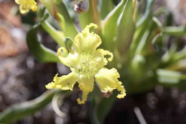 Ferraria macrochlamys ssp. serpentina (Iridaceae) Kamieskroon, Northern Cape