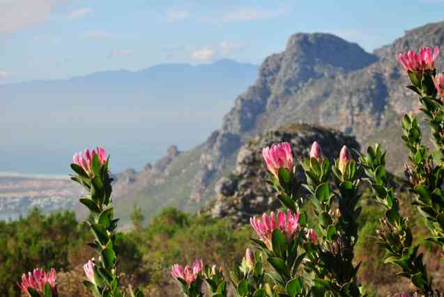 Cape Town proteas