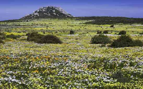 Wild Flowers of South Africa: When, Where & How
