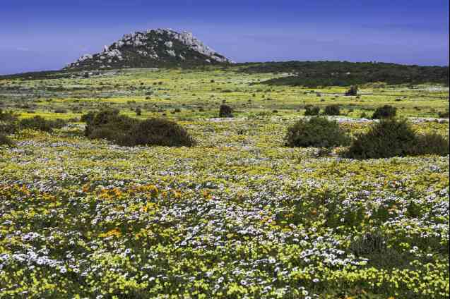 Flowers in the West Coast National Park