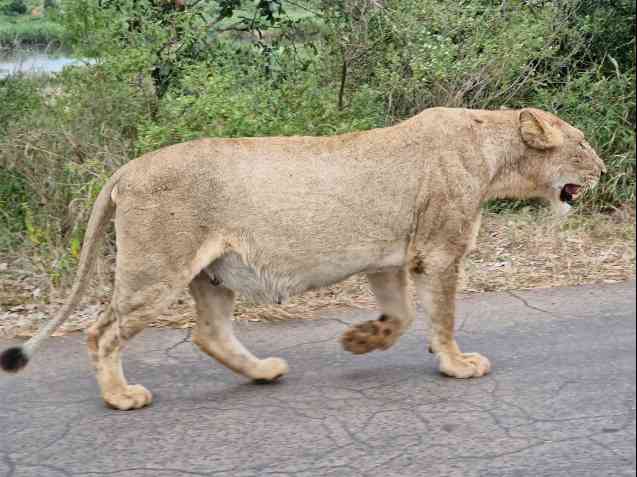 Kruger Park safari lion