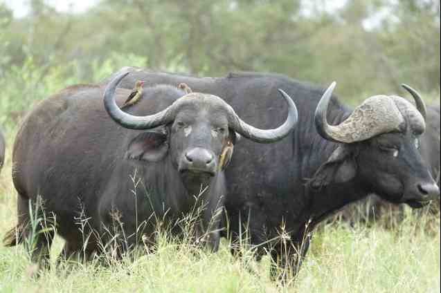 Kruger safari buffalos