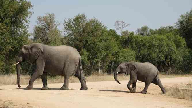 Kruger Park safari rhinos