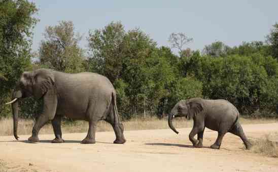 Kruger Safari Part 1: Pre-Trip and Big 5 or no Big 5 by independent Belgian travellers