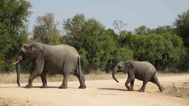 Kruger Park safari rhinos