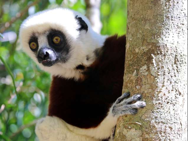 Madagascar lemur