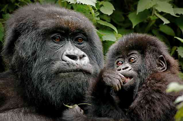 Uganda gorillas in Bwindi