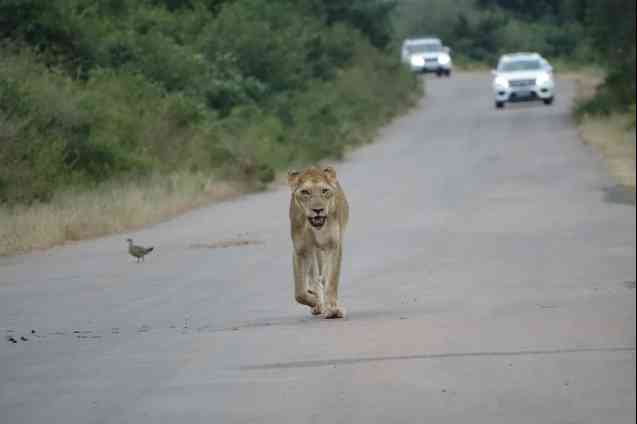 Kruger lion