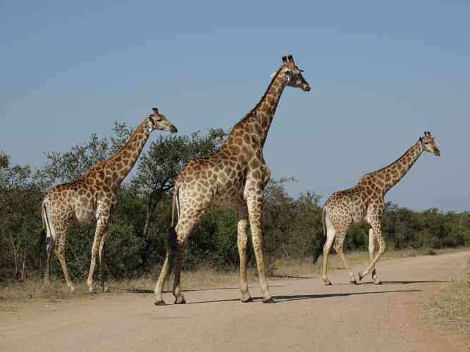 Kruger Park safari giraffes