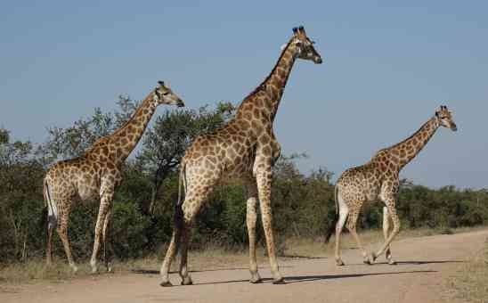 Kruger Safari Part 2: How Kruger was different this time by experienced Belgian travellers