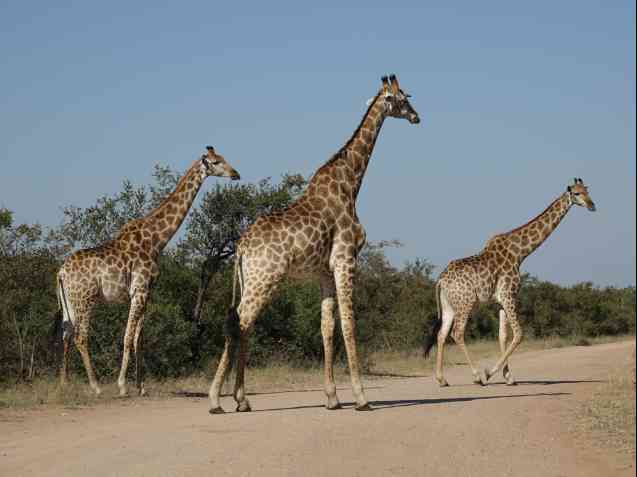 Kruger Park safari giraffes