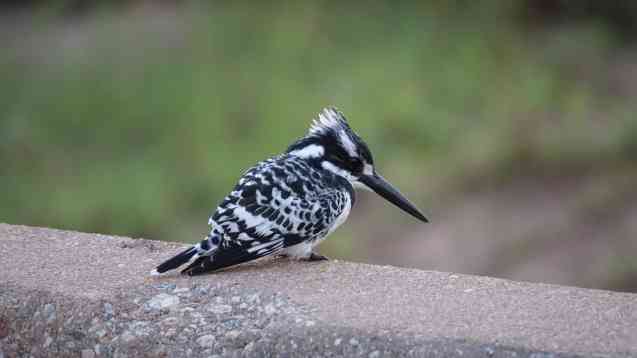 Kruger Park safari birdlife