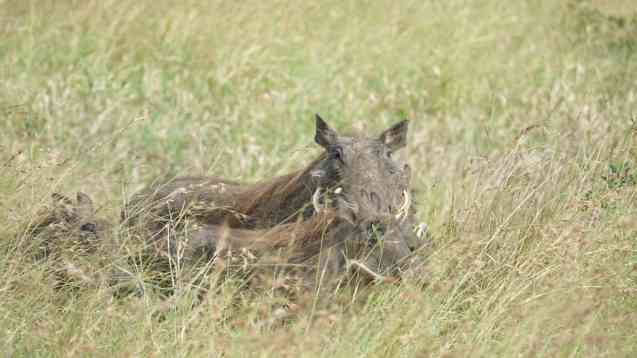 Kruger Park safari warthogs