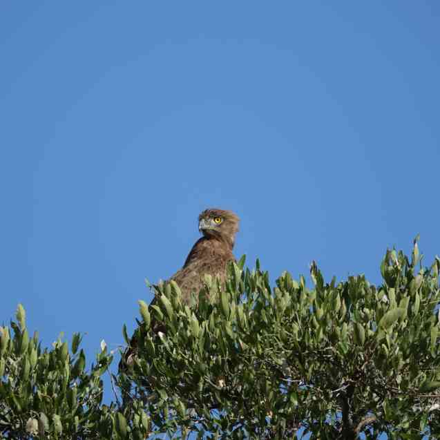 Kruger Park safari raptor