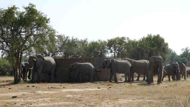 Kruger Park safari elephant herd