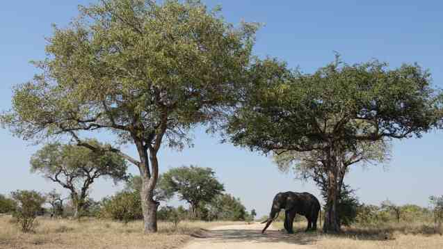 Kruger National Park safari elephant