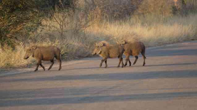 Kruger Park safari road and warthogs