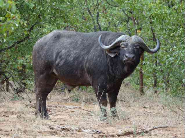 Big 5 buffalo Kruger