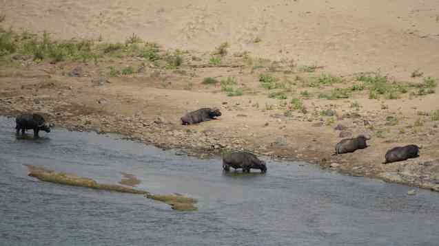 Big 5 Kruger buffaloes
