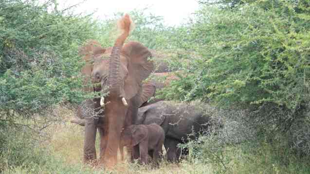 Elephants Kruger safari