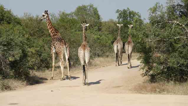 Giraffe herd Kruger