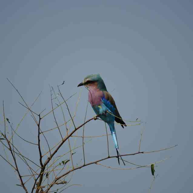 Kruger birds