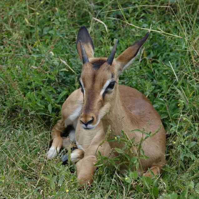 Impala, Kruger safari