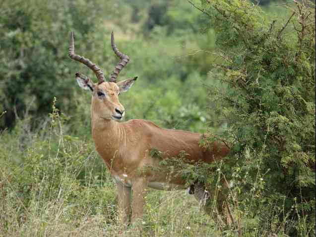 Kruger safari antelope