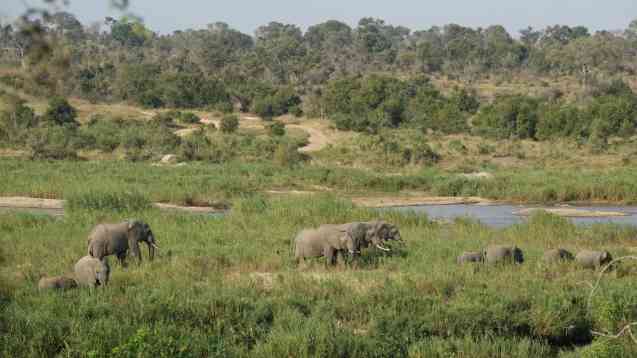 Kruger safari elephants