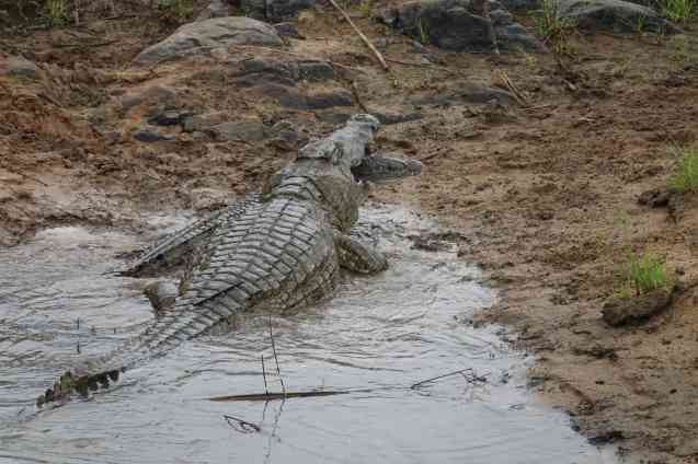 Kruger crocodiles
