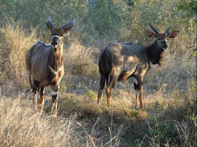 Kruger antelopes