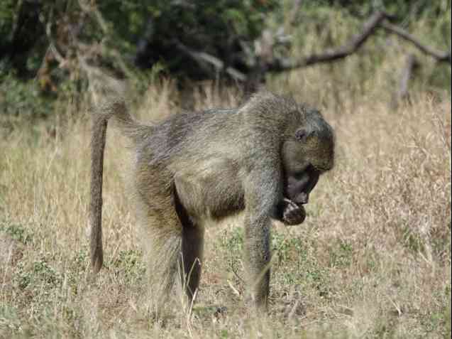 Kruger baboon