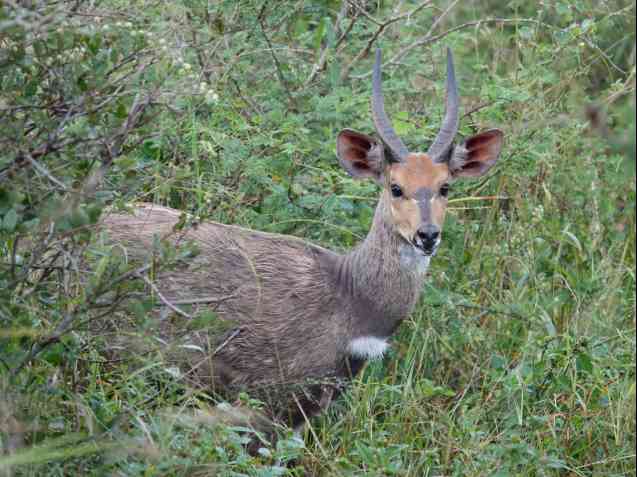 Kruger buck