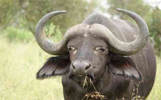 Kruger Safari Part 3: Belgian couples captivating wildlife photos from Kruger Park
