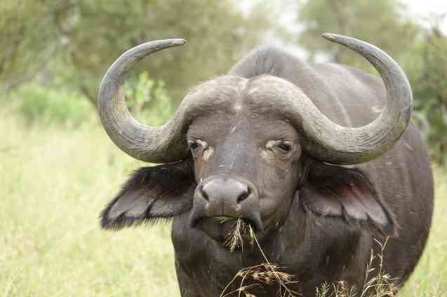 Kruger buffalo