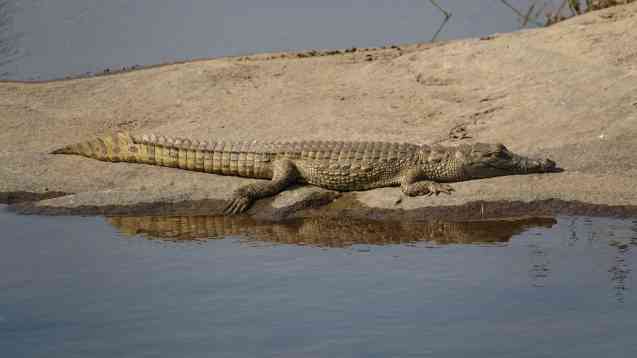 Kruger crocodile