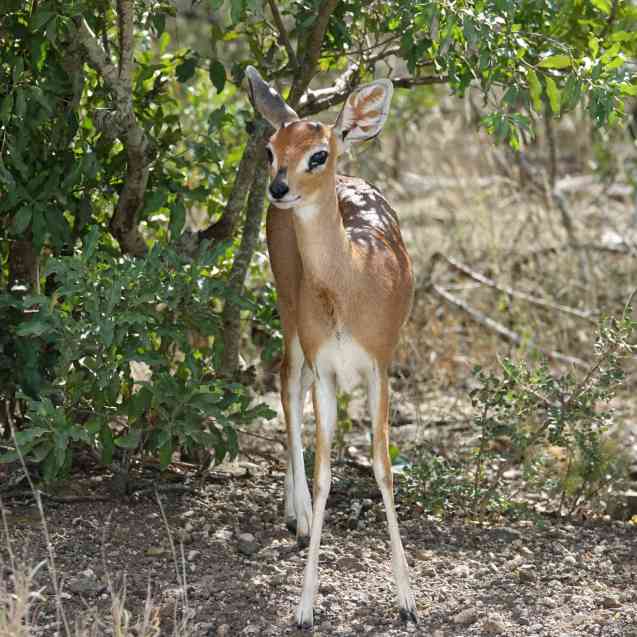 Kruger duiker