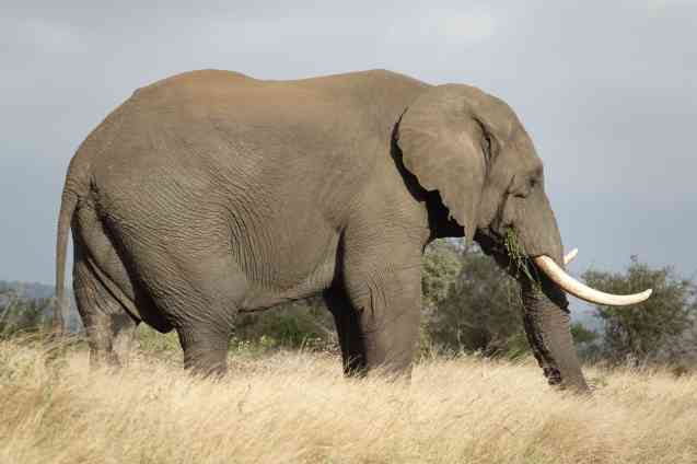 Kruger elephant