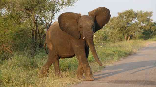 Kruger elephant sighting