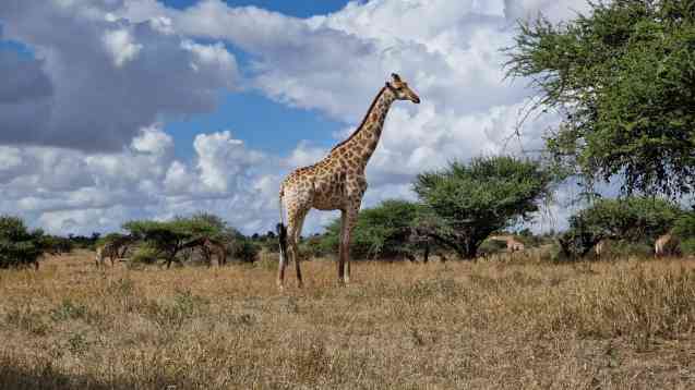 Kruger giraffe