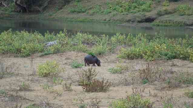 Kruger hippo