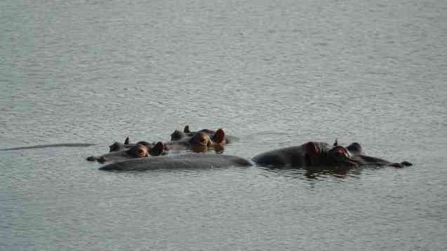 Kruger hippos