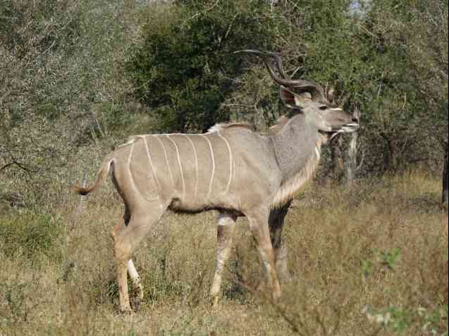 Kruger kudu on safari