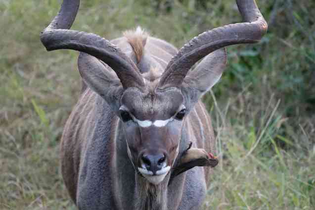 Kruger kudu