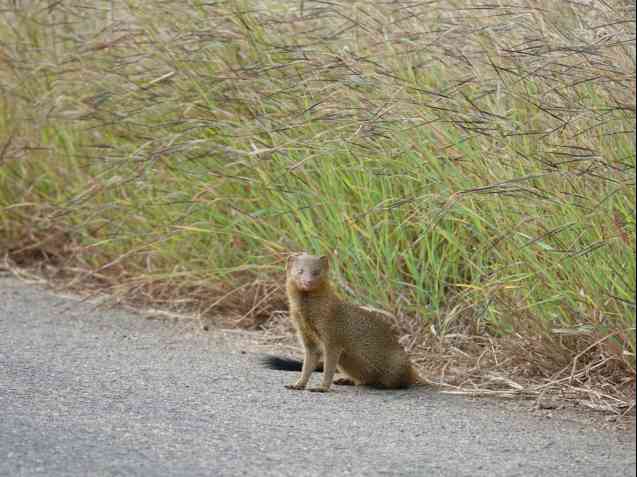 Kruger mongoose