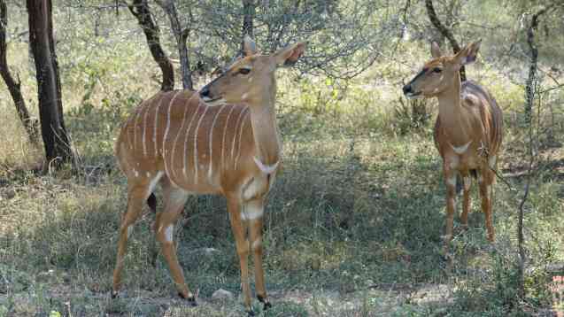 Kruger nyalas