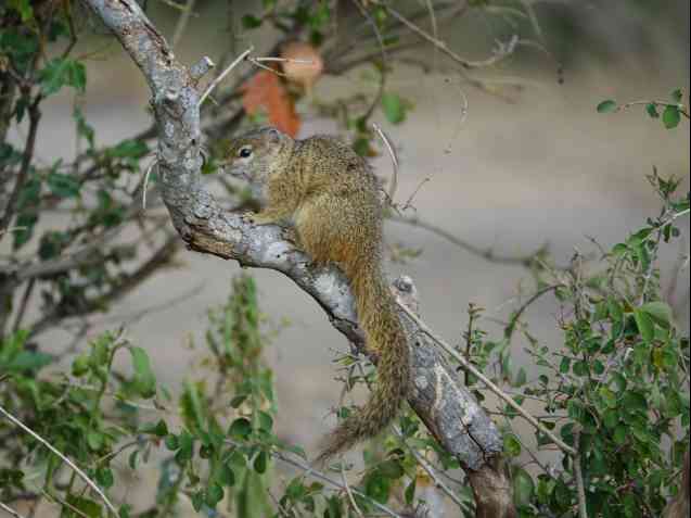 Kruger squirrel