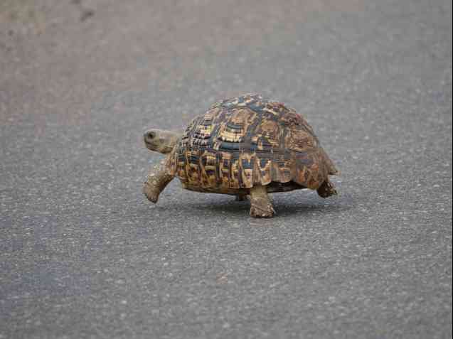Kruger tortoise